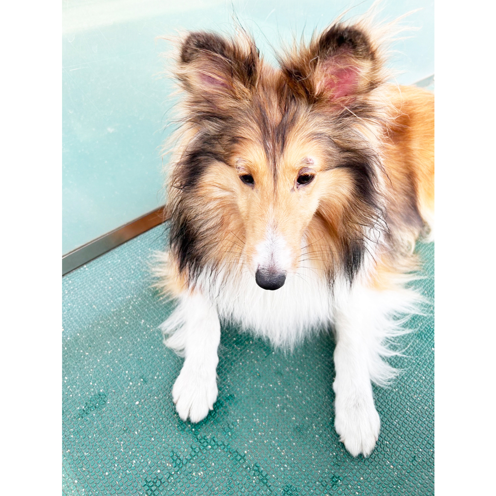 生徒が撮影したモデル犬！ＰＡＲＴ②